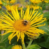 Cremanthodium arnicoides